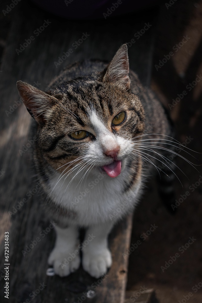 Inquisitive tabby cat on a wooden outdoor floor, gazing intently at the camera
