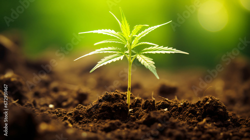 Young Cannabis Plant Sprouting from Rich Soil Basking in Warm Sunlight