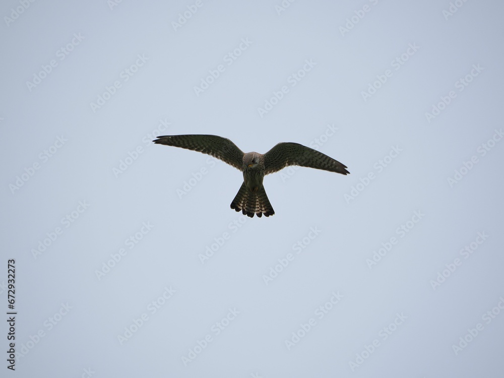 Obraz premium Big Turmfalke or Kestrel flying in the sky on a windy day