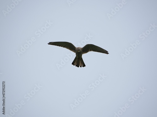 Big Turmfalke or Kestrel flying in the sky on a windy day