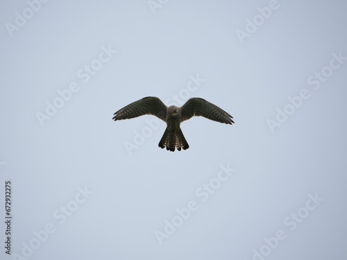 Big Turmfalke or Kestrel flying freely in a wide open blue sky on a windy day