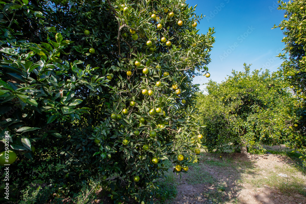 Orange trees in Finike district of Antalya Orange trees in Finike district of Antalya