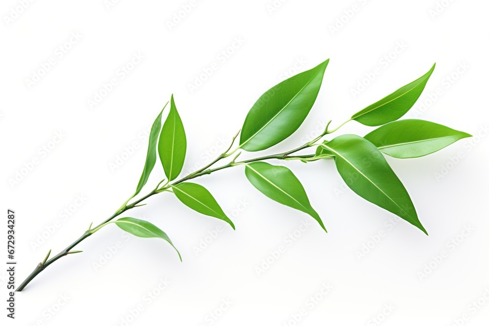 Fresh green leaves of tea tree branch isolated on white background. Generated by artificial intelligence