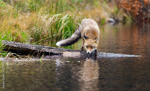 Fuchs auf einem im Wasser liegenden Baumstamm mit Blick in die Kamera