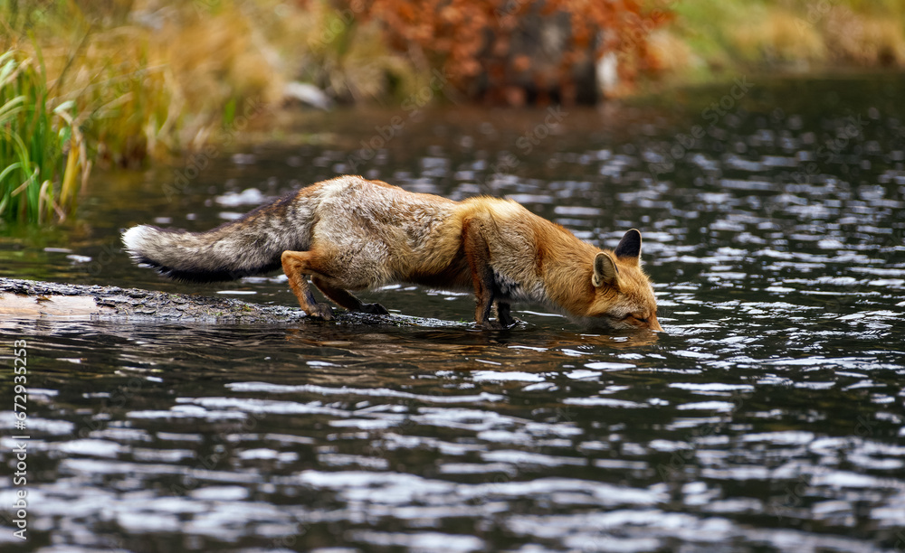 Fototapeta premium Fuchs steht auf einem im Wasser liegenden Baumstamm und trinkt