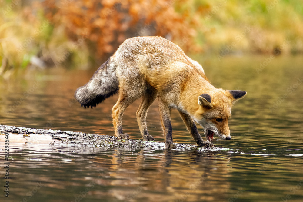 Fuchs auf Nahrungssuche geht auf einem im Wasser liegenden Baumstamm Fuchs auf Nahrungssuche geht auf einem im Wasser liegenden Baumstamm