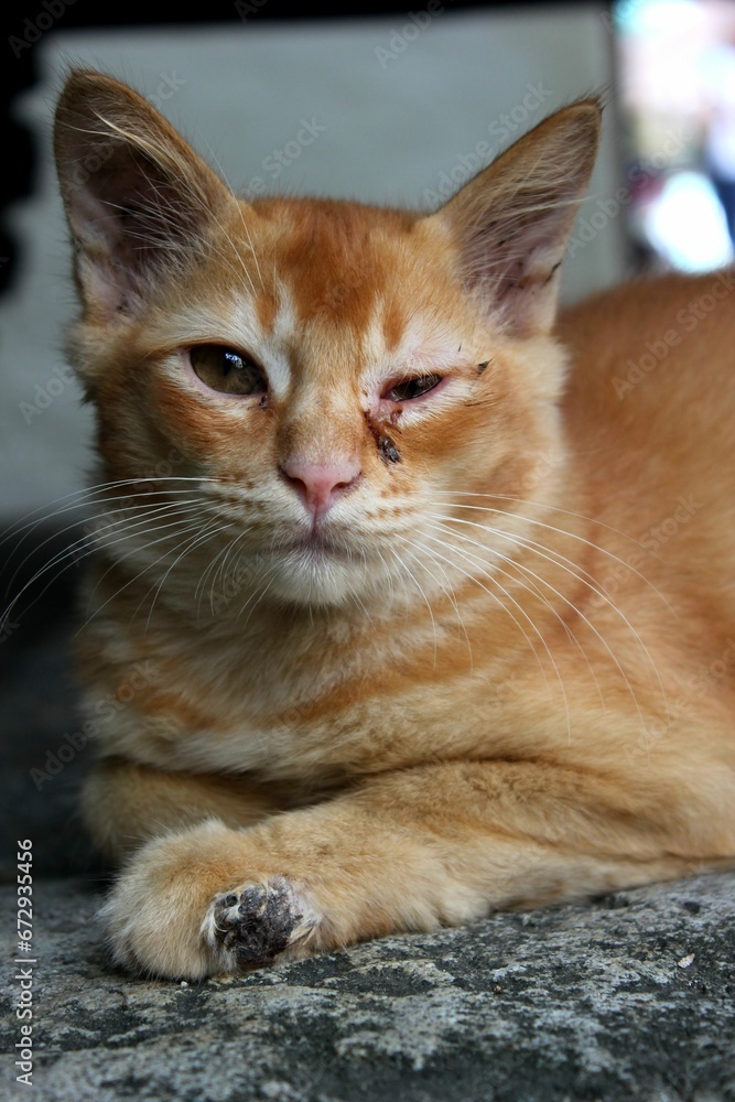 Closeup shot of a ginger cat with an injured eye. Closeup shot of a ginger cat with an injured eye.