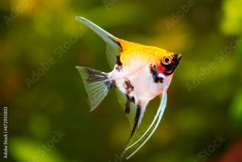Pterophyllum scalare, red devil scalar freshwater aquatic animal realistic photo. Aquarium fish in orange red, white black colors