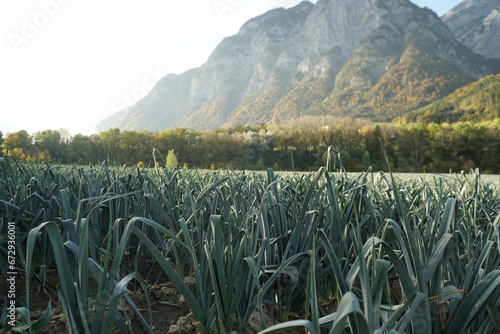 Gemüßefeld photo