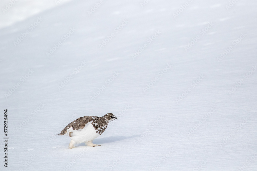 Obraz premium Beautiful bird of northern regions, Rock ptarmigan, Lagopus muta walking on first snow in the autumn in Northern Finland, Europe