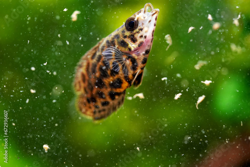 Spotted leaf fish, leopard bush fish Artemia eats live food. Ctenopoma acutirostre aggressive behaviour tropical predator fish aquarium freshwater