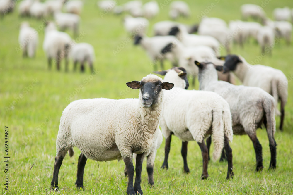 agriculture, animal, black, blackfaced, blackhead, breed, color, countryside, cute, domestic, eco, ewe, face, farm, farm life, farming, farmland, field, flock, flock of sheep, grass, group, herd, herd agriculture, animal, black, blackfaced, blackhead, breed, color, countryside, cute, domestic, eco, ewe, face, farm, farm life, farming, farmland, field, flock, flock of sheep, grass, group, herd, herd