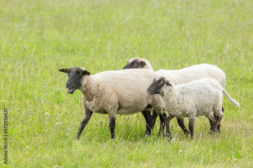 Fototapeta premium Group of beautiful black- headed sheep on the pasture in Saaremaa, Estonia
