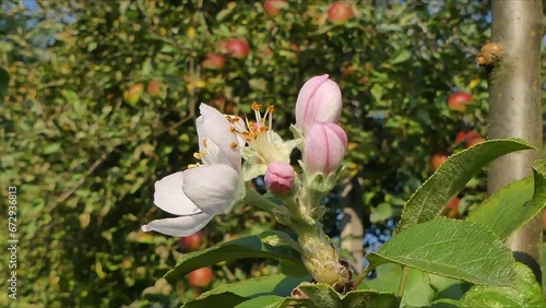 Flowers, buds and ants on background of apple tree with red ripening apples - second flowering in year of apple tree on windy and sunny summer day - timelapse. Topics: climatic anomalies, blooming