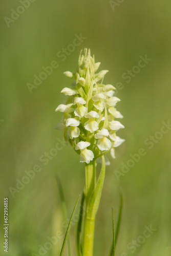 Obraz na plátne Inflorescence of the subspecies of the early marsh-orchid,  Dactylorhiza incarnata subsp