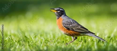 A grass dwelling American Robin holds a worm in its beak