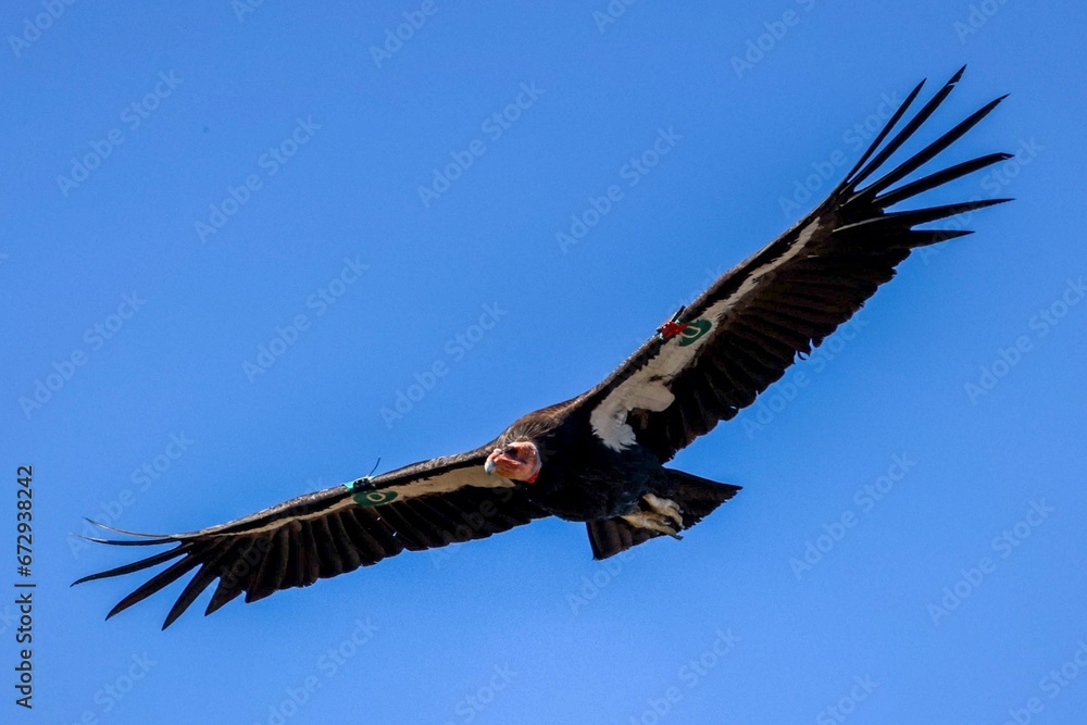 Fototapeta premium California Condor soaring through a clear sky, its wings spread wide in an effortless glide