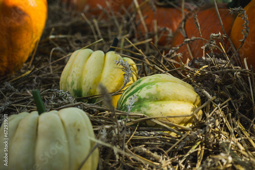 Several yellow and white pumpkins in hay