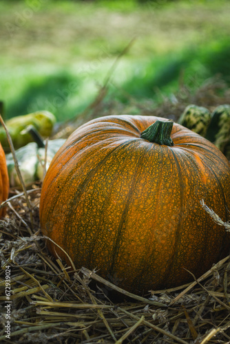 A single lovely orange pumpkin