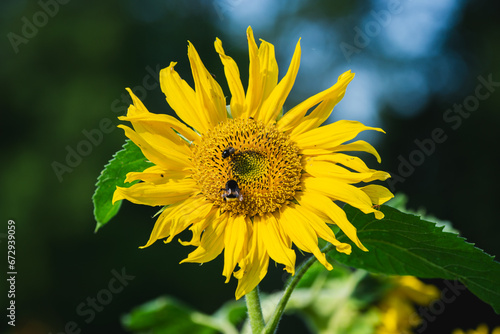 Bumblebees sitting on a sunflower