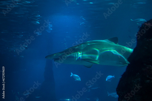 Shark swims between other fish. The concept of fear and respect for the marine predator. © Jūlija