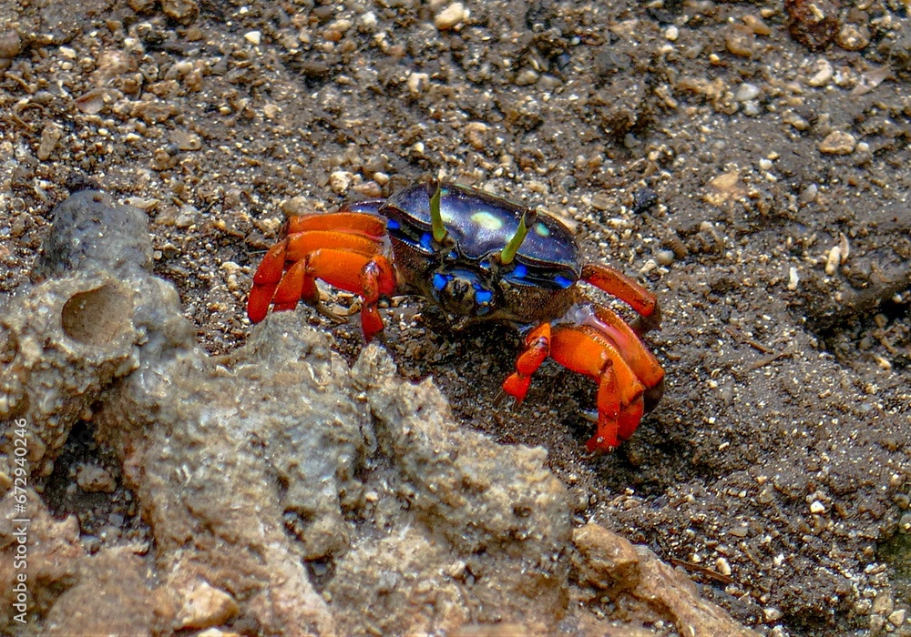 Small blue and orange crab crawling across a rocky beach, with a rocky terrain in the background Small blue and orange crab crawling across a rocky beach, with a rocky terrain in the background