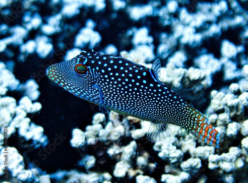 Canthigaster Papua fish stands in a shallow body of water © Wirestock