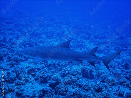Blacktip Reef Shark gracefully swimming along the beautiful tropical waters