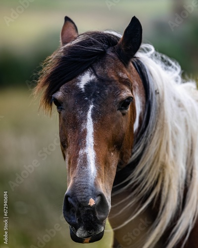 a close up image of a horse in a field of grass © Wirestock