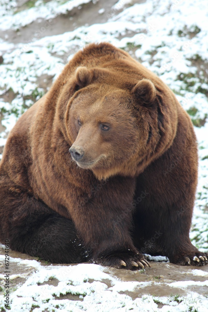 Brown bear is perched in the snow surveying its surroundings.