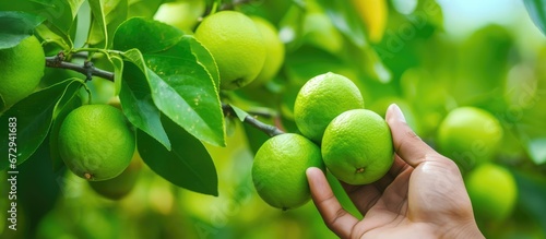 Closeup of a woman s hand holding a lime on a lime tree with abundant fruits Limes dangling from the branches of a lime green tree providing essential ingredients for food photo