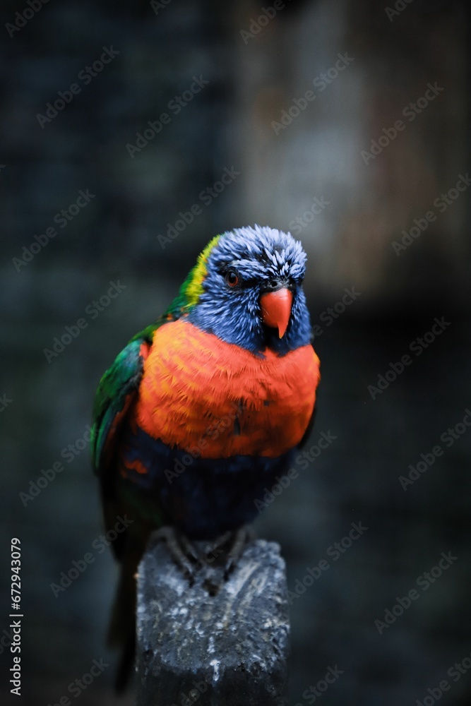 a colorful bird sitting on a metal object in a dark room