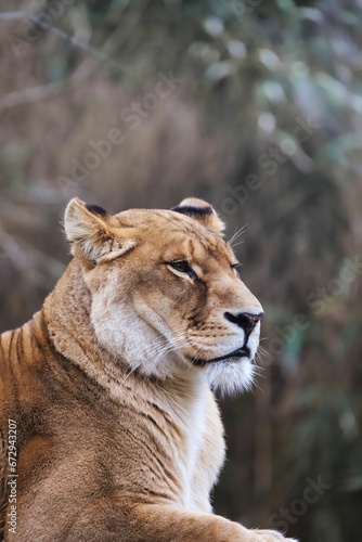 Majestic Barbary male lion perched atop a rocky ledge, gazing with a powerful and regal expression © Wirestock