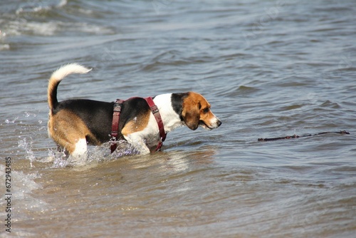 Brown and white furry canine walking in the shallow waters of a sandy beach
