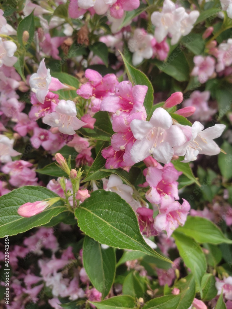 Obraz premium pink blossom