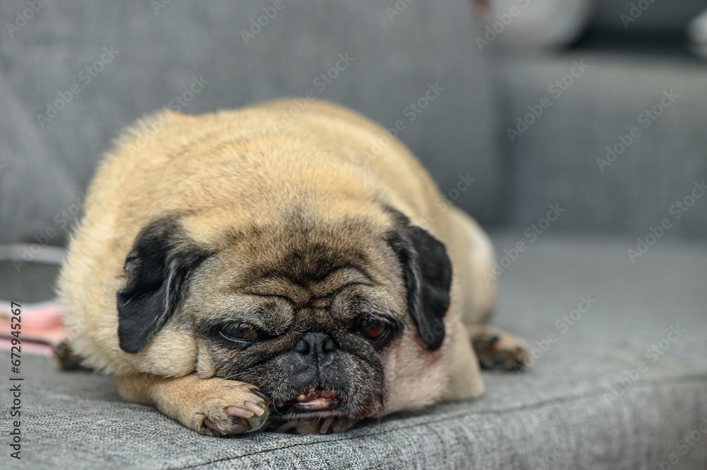 old pug resting in the apartment 10