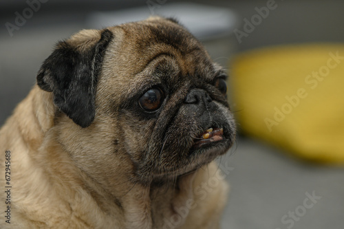 old pug resting in the apartment 9