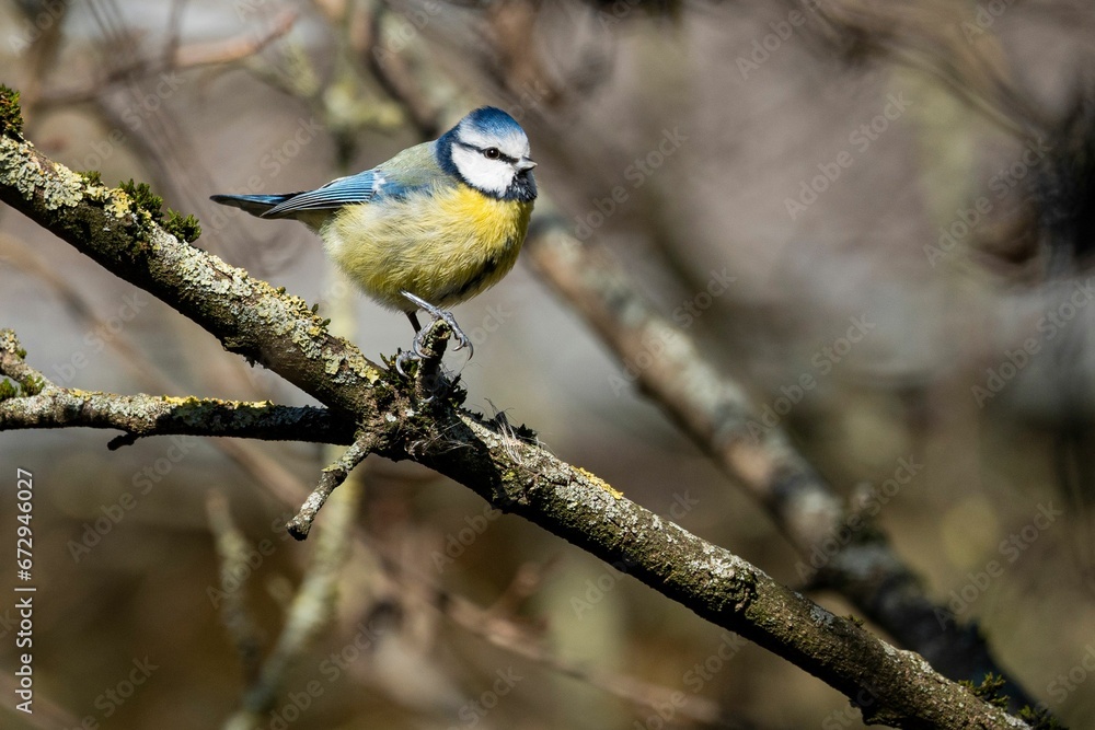 Eurasian blue tit perched on a tree branch. Cyanistes caeruleus. Eurasian blue tit perched on a tree branch. Cyanistes caeruleus.