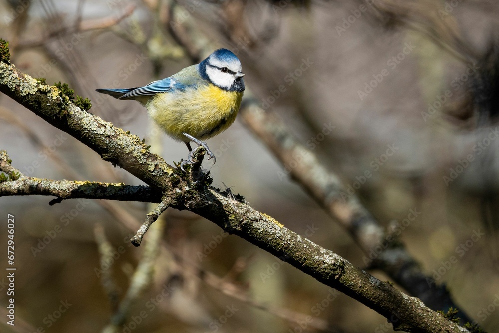 Eurasian blue tit perched on a tree branch. Cyanistes caeruleus.