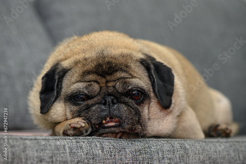 old pug resting in the apartment 13 © Михаил Шорохов