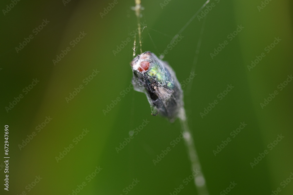 Fly trapped in web Fly trapped in web