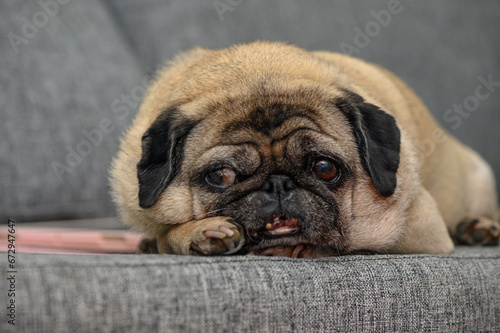 old pug resting in the apartment 12 © Михаил Шорохов