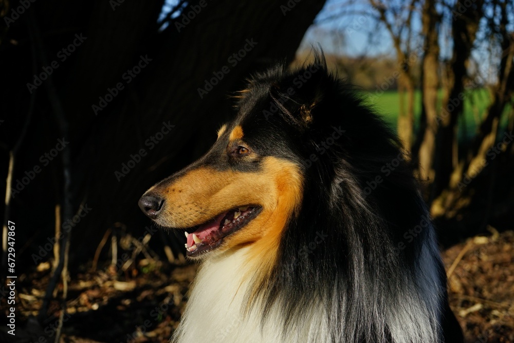 Closeup portrait of a beautiful collie dog in a grassy park.