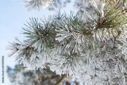 Winter pine branch with frosted needles