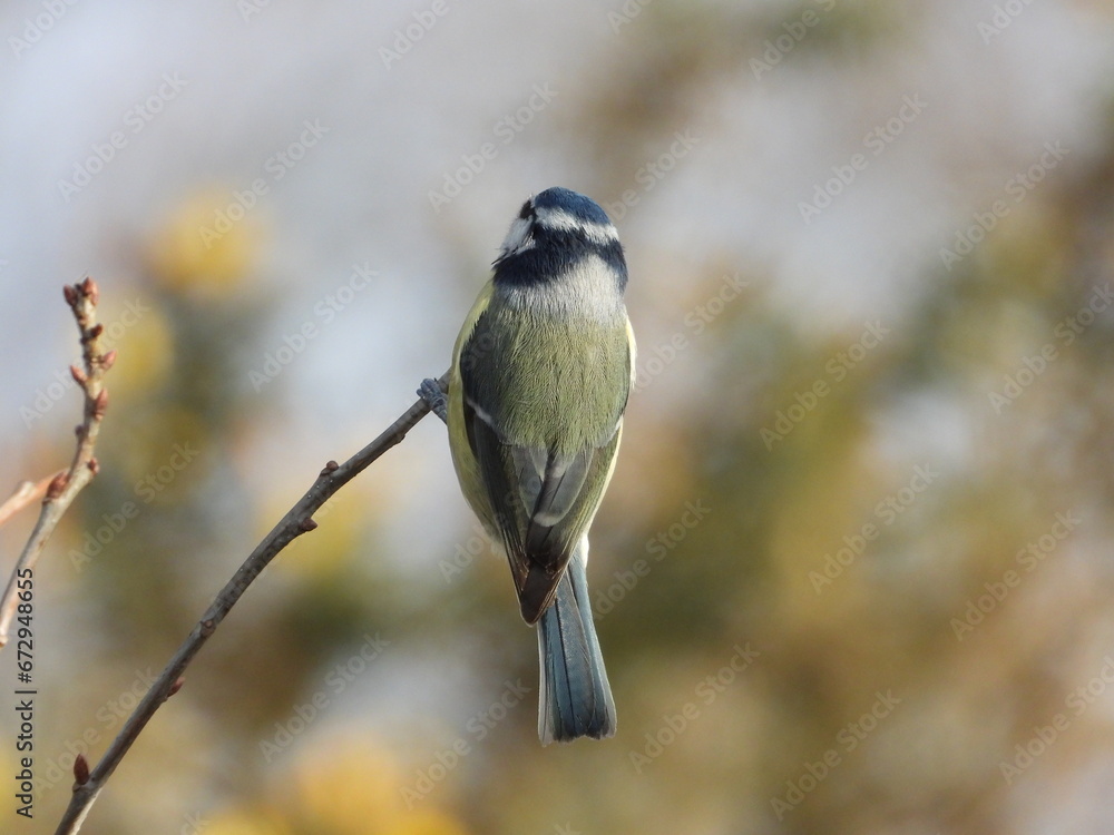 Naklejka premium Blue tit feeding