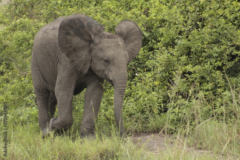 Fototapeta premium an elephant is walking along the grass beside bushes and brush