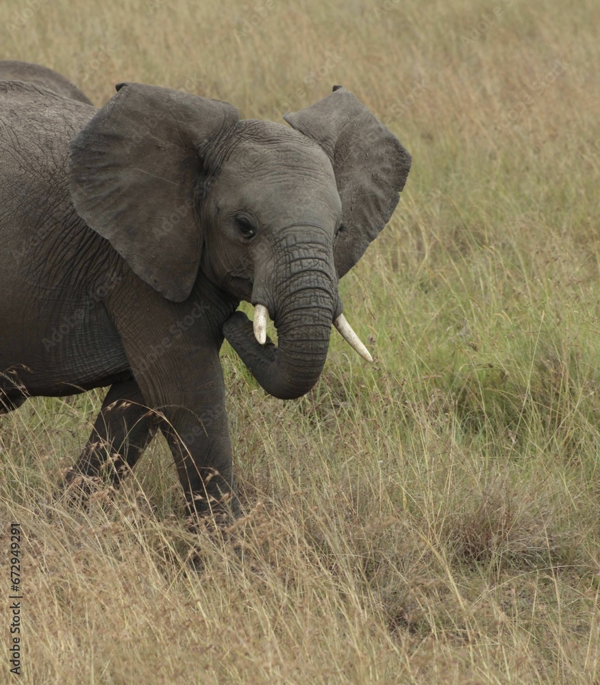 African elephant walking through lush green grass in a vast open plain