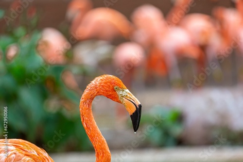 Closeup of a pink flamingo in the backdrop of a flock of other flamingos photo