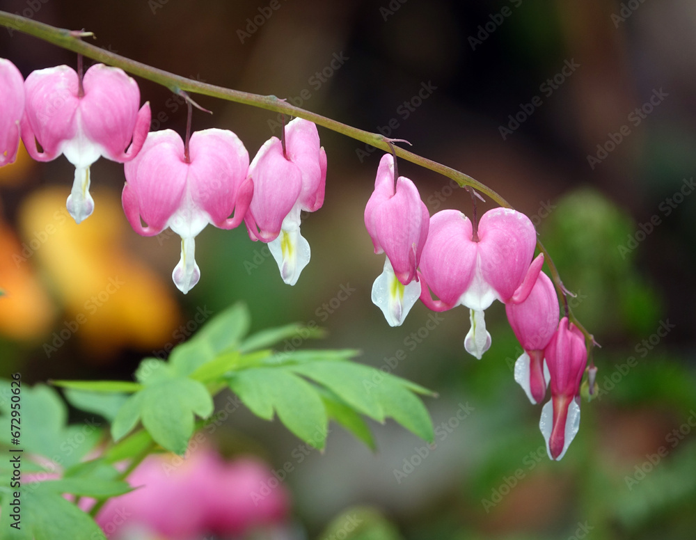 Fototapeta premium Traenendes Herz