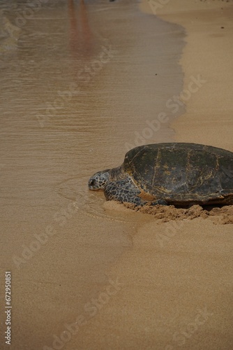 Vertical shot of a sea tortoise on the beach in the daylight
